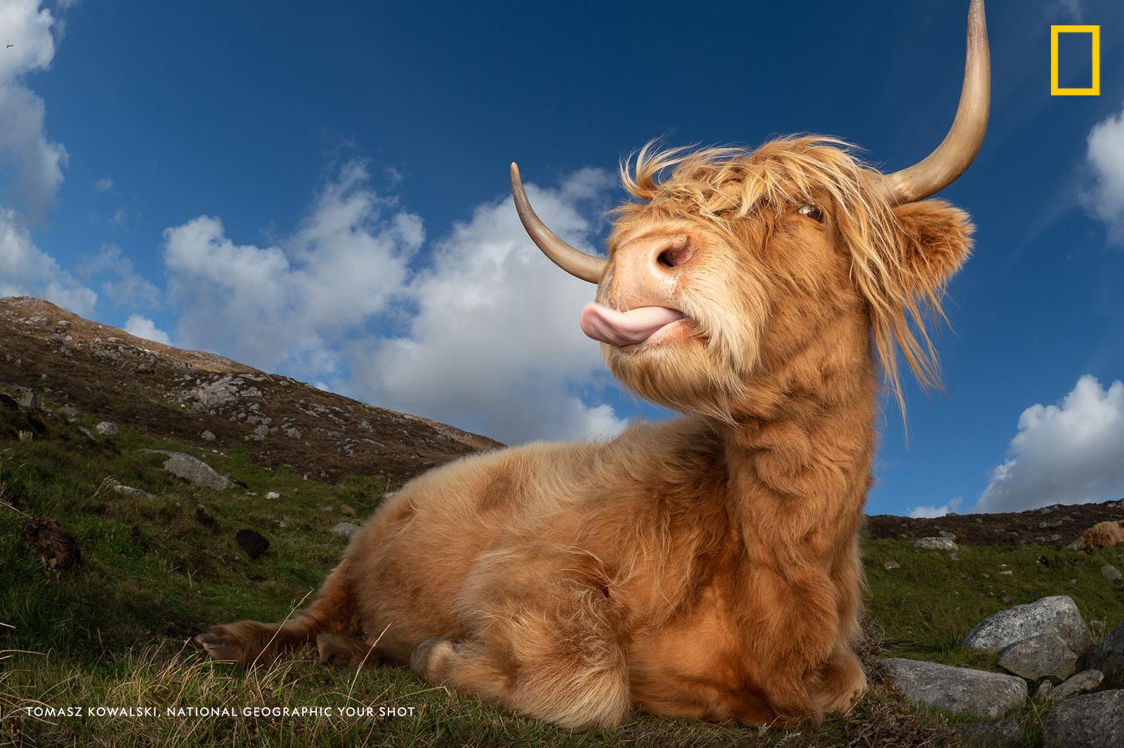 Help us caption this image by Your Shot photographer Tomasz Kowalski: https://on.natgeo.com/2KkE6aj