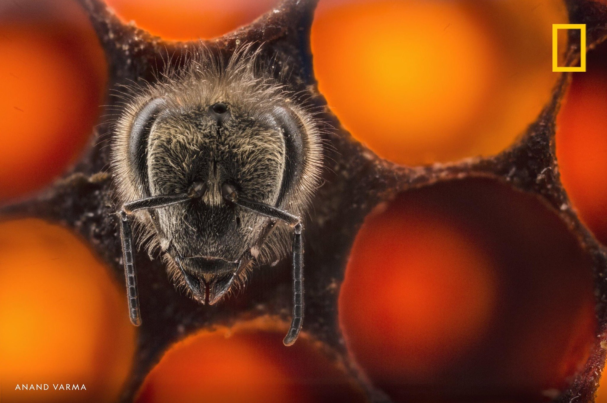 As pollinators, honeybees can be a lucrative business on a commercial scale—giving rise to a shady world of bee theft. Learn more in the latest episode of our podcast "Overheard." https://on.natgeo.com/2T4OMeZ