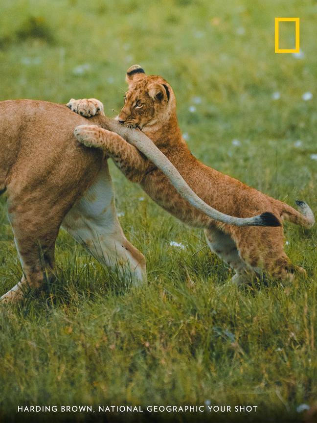 A young cub plays with its mother's tail in Masai Mara, Kenya, in this sweet moment captured by Your Shot photographer Harding Brown. https://on.natgeo.com/31e4SWp