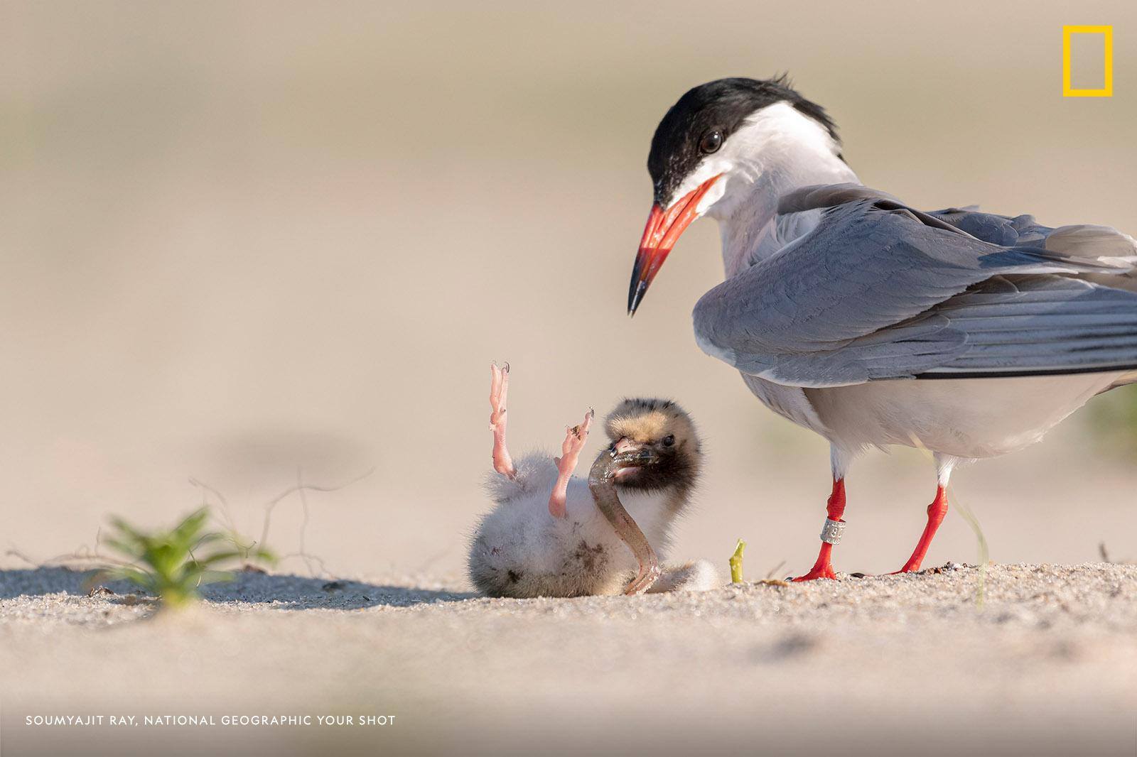 Help us caption this image by Your Shot photographer Soumyajit Ray: https://on.natgeo.com/2Kcxw33