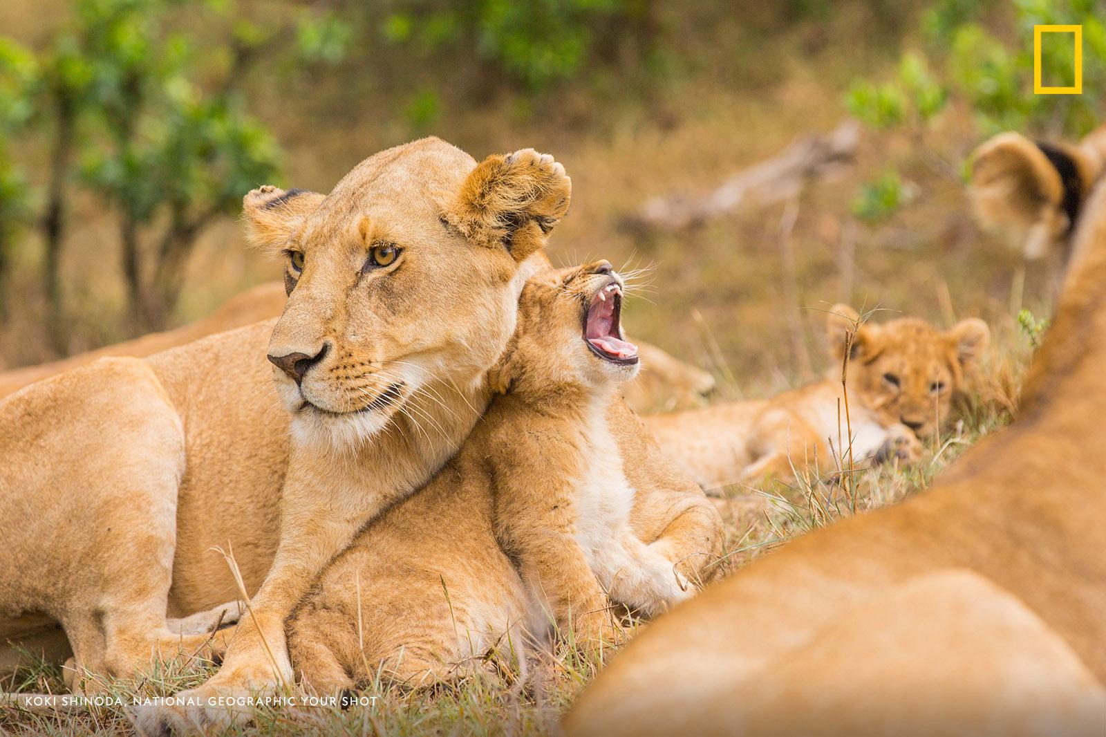 Wake up! It's officially #WorldLionDay and we're ready to celebrate these magnificent big cats. https://on.natgeo.com/31wcrba