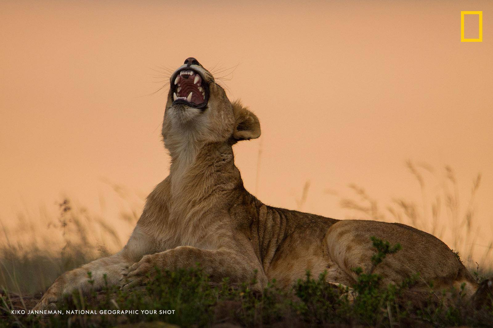 Help us caption this image by Your Shot photographer Kiko Janneman: https://on.natgeo.com/2YY4XQv